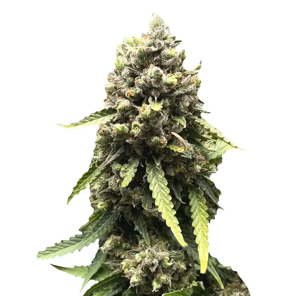 Lemon Haze