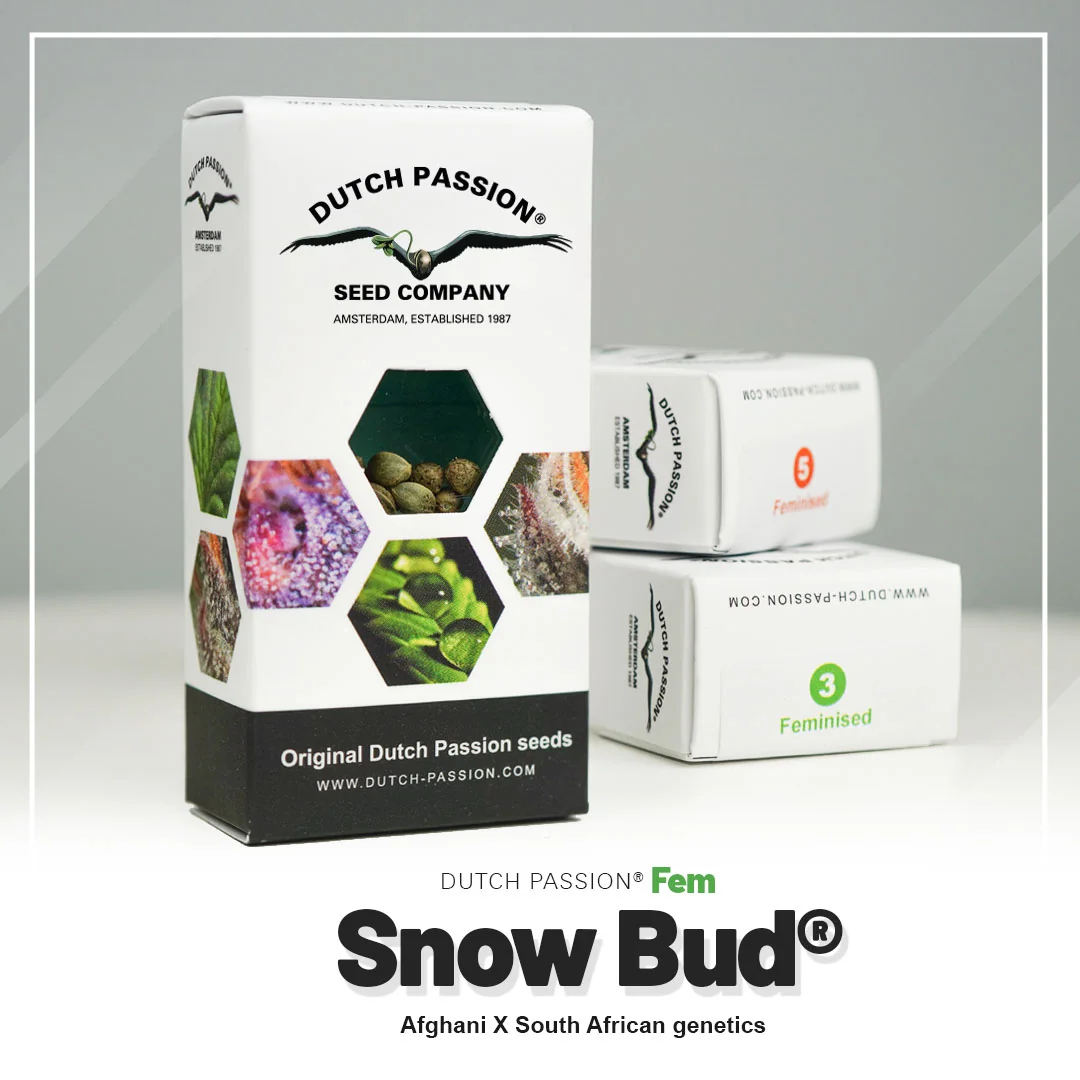 Snow Bud
