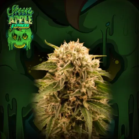 Green Apple Express 2