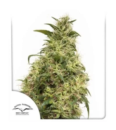 Thc Victory
