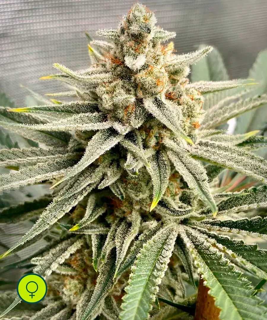 Grape Fuel 5