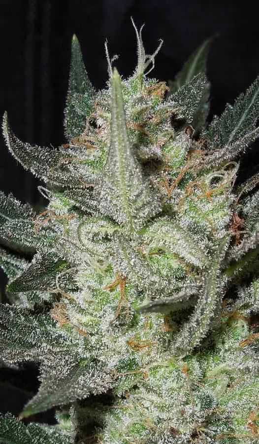 Blue Mazar 5