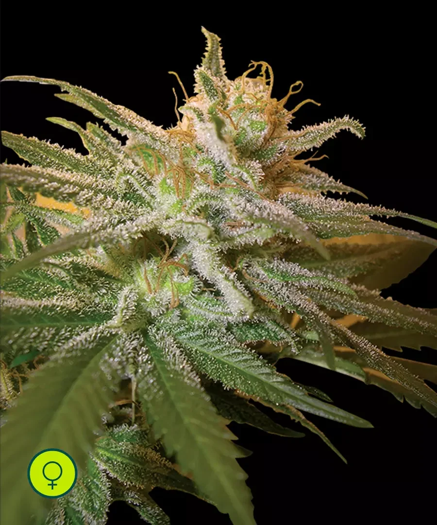 Kushberry