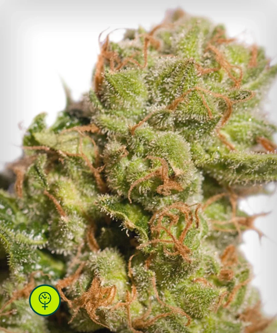Bruce Lemon Diesel