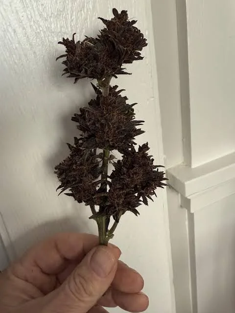 Black Gelato 2