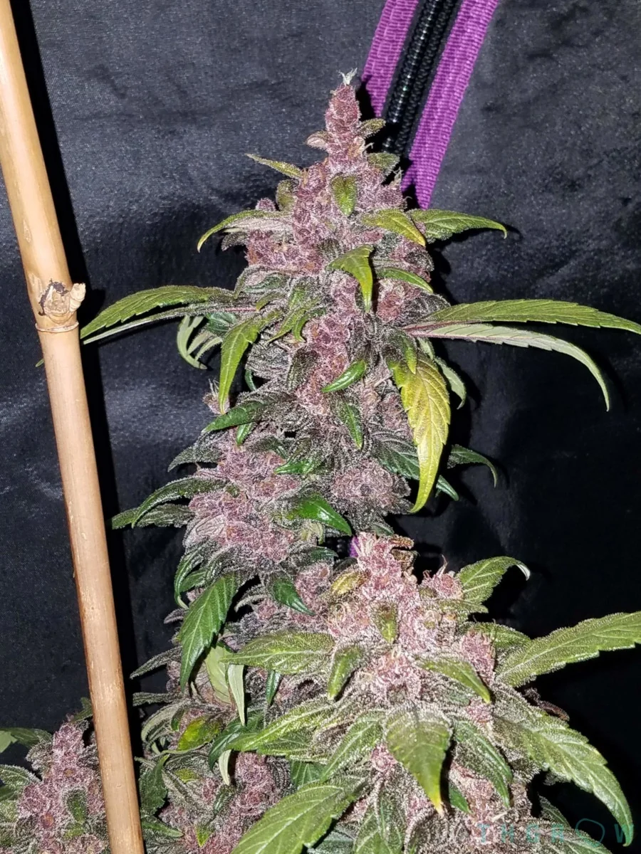 Lsd