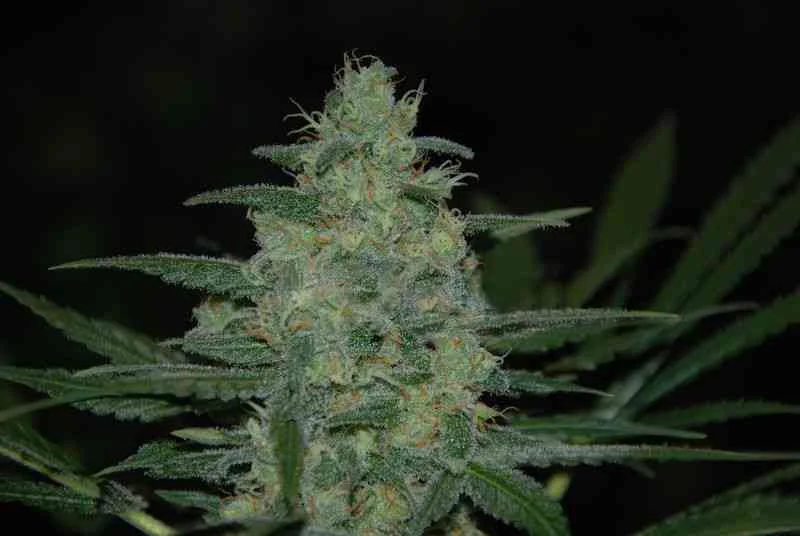 Pure Kush
