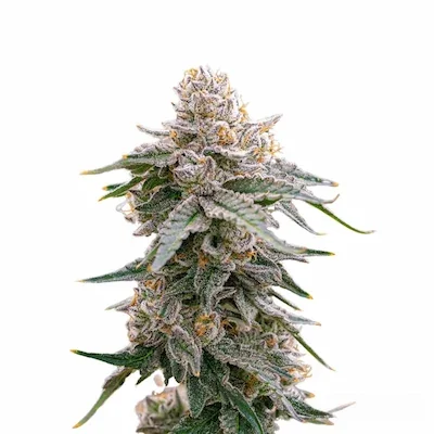 Grape Fuel