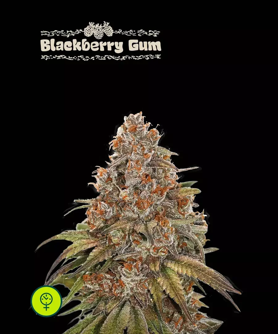 Blackberry Gum