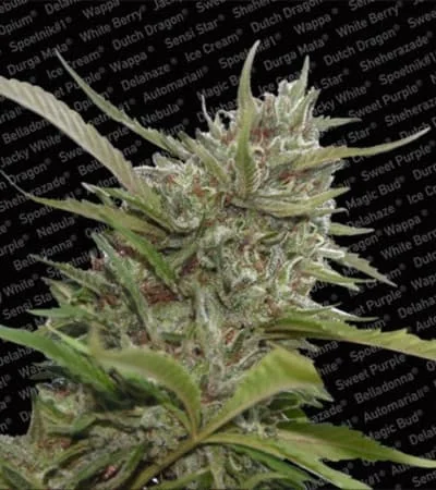 Whiteberry