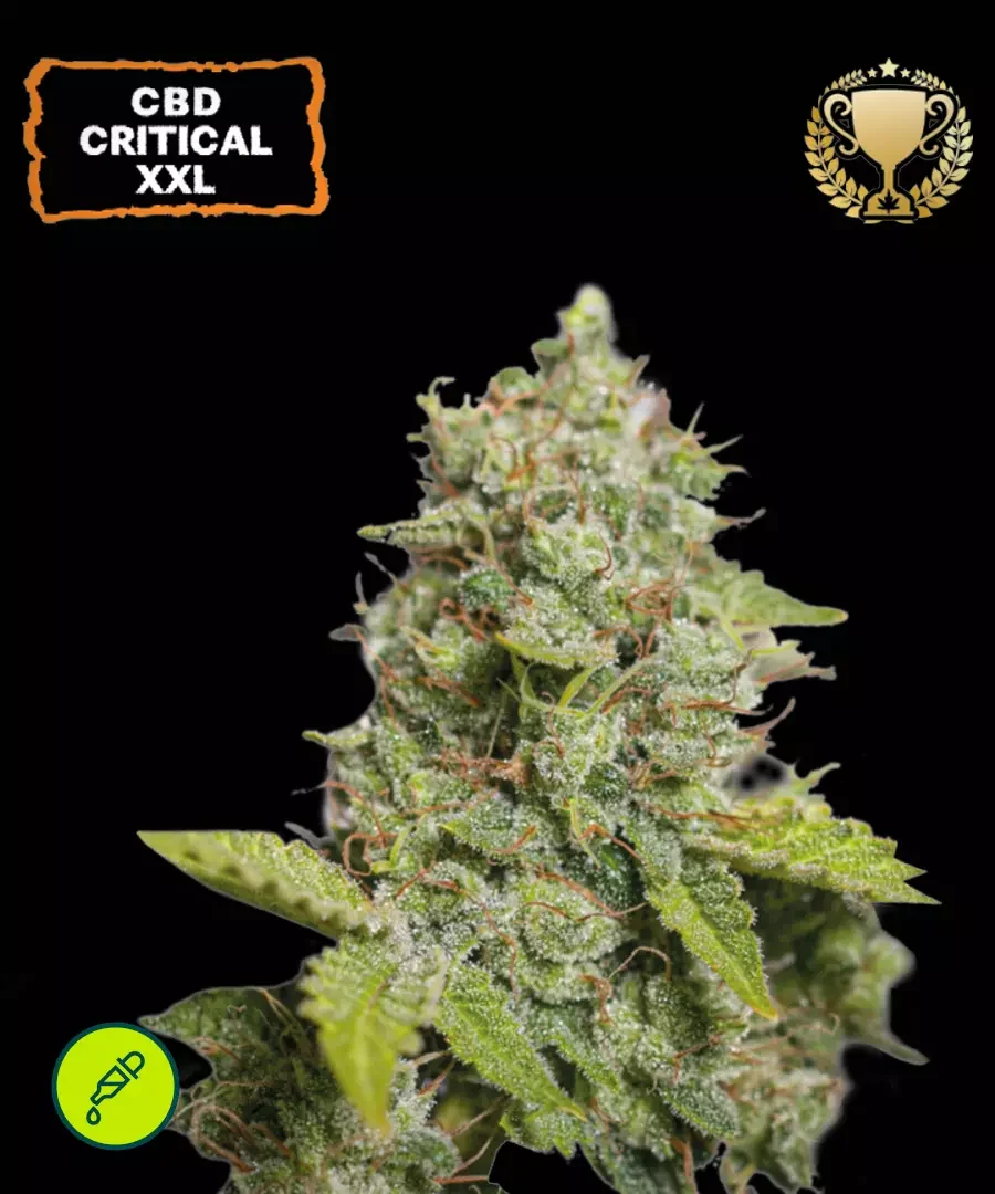 Cbd Critical