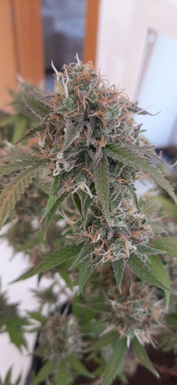 Xxl Critical