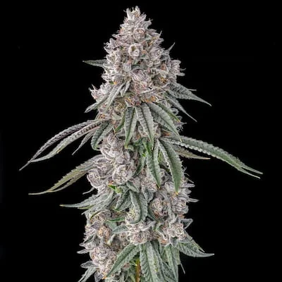 Lemon Chain