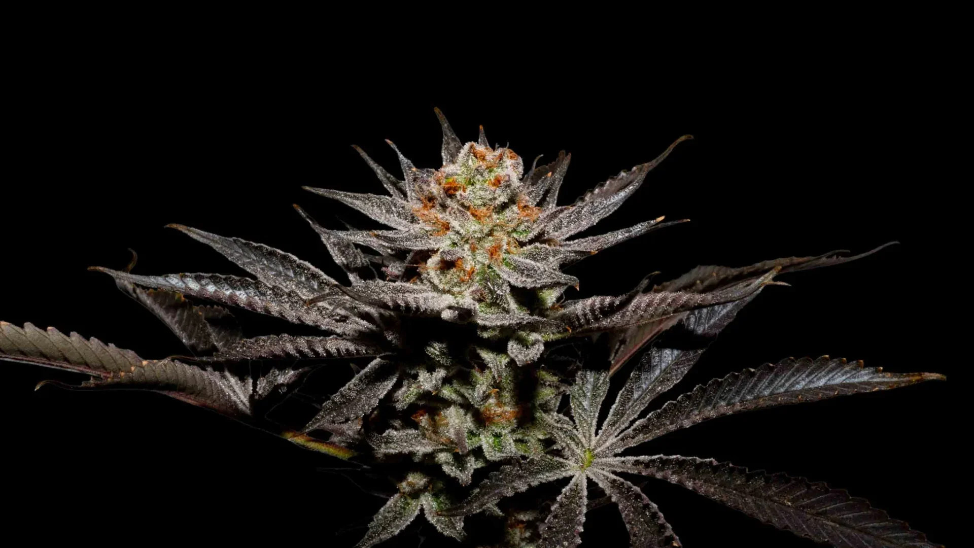 Fuji X Fruity Pebbles Og