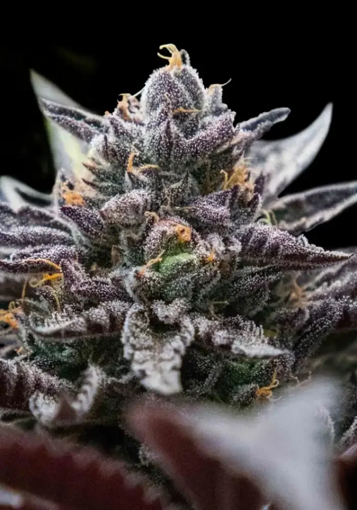 Grape Dulce X Honey Banana