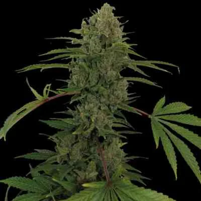 Critical Kush 5