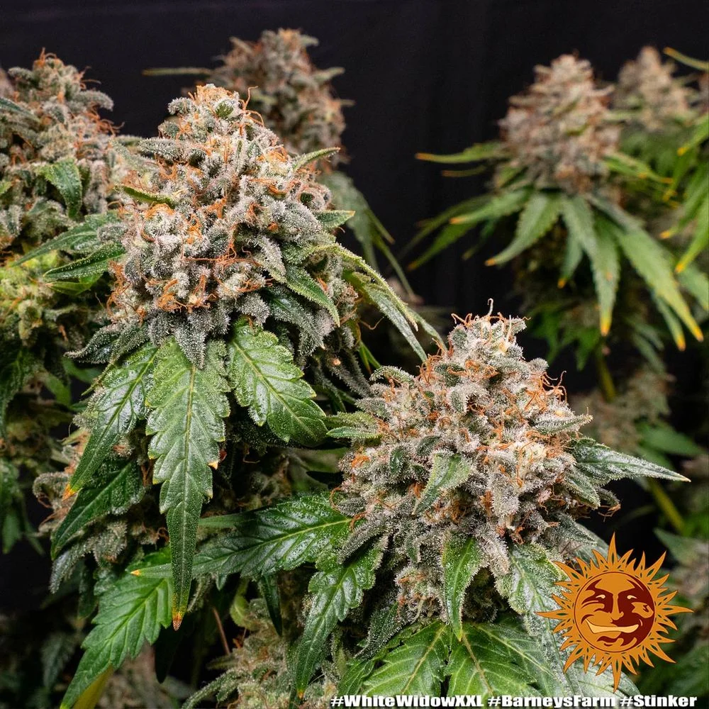 White Widow Xxl