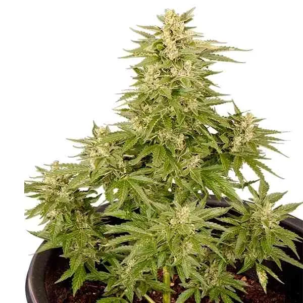 Royal Critical 2