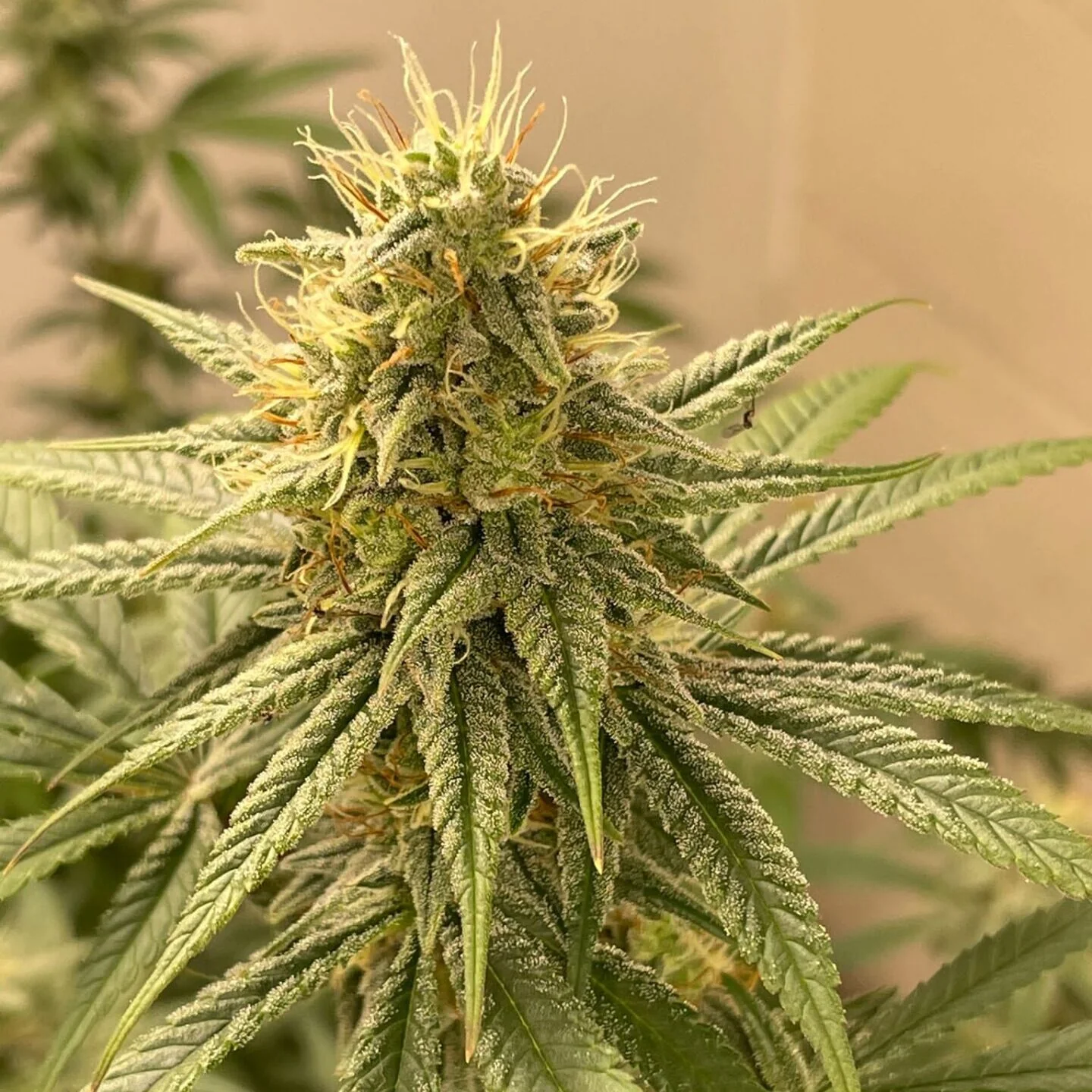 Mazzal Kush