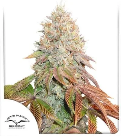 Banana Blaze