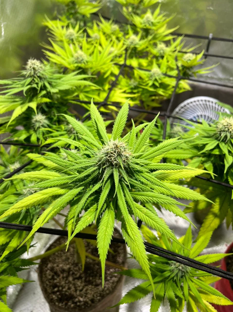 Nicole Kush 3