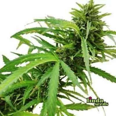 Gelato Glue 2