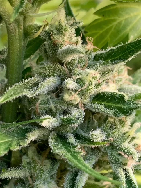 Honey Banana S 3