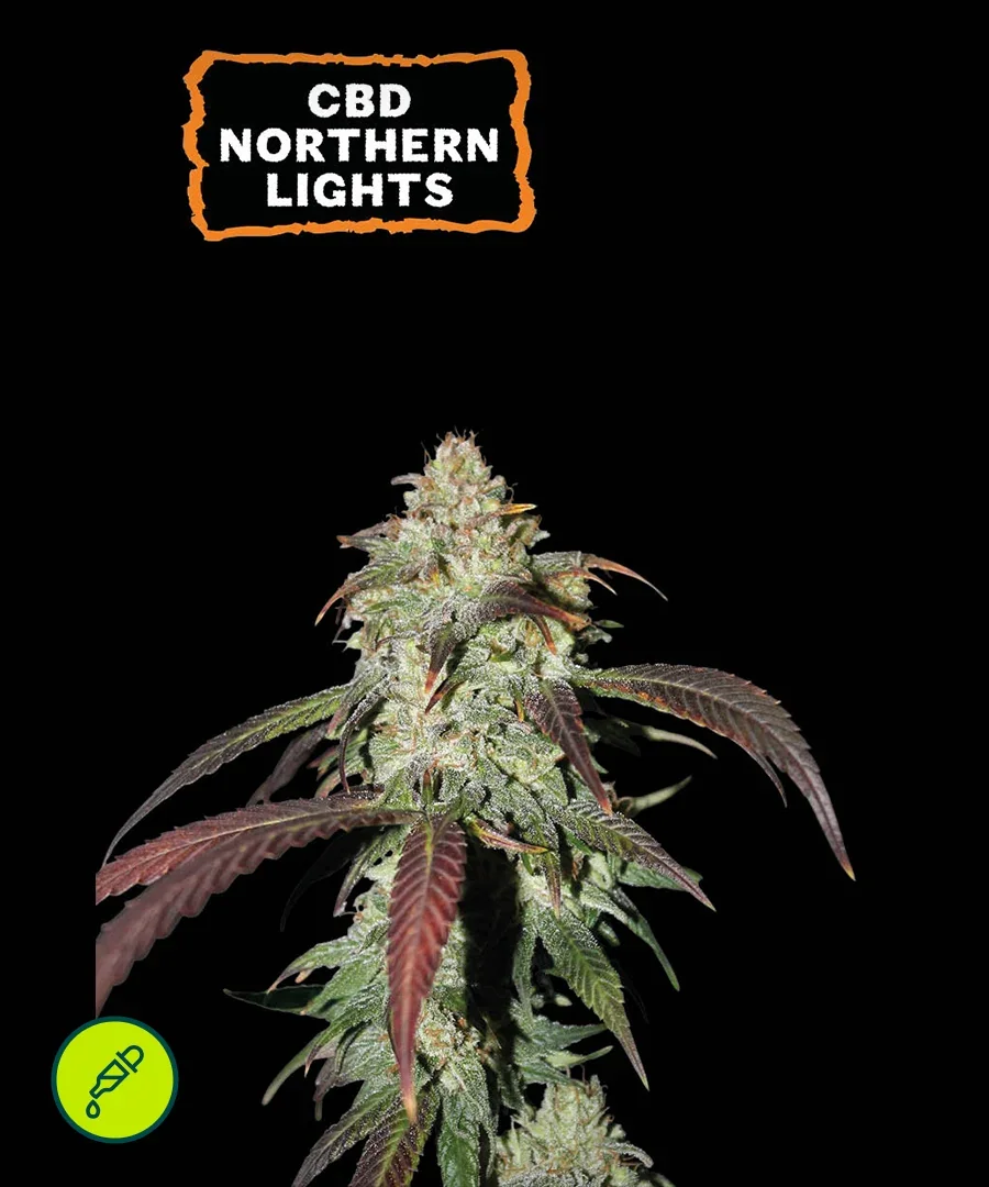 Northern Lights Cbd
