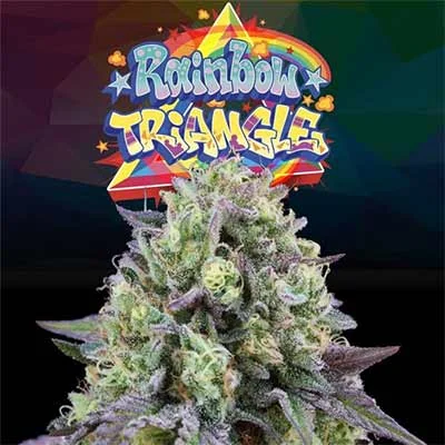 Rainbow Triangle