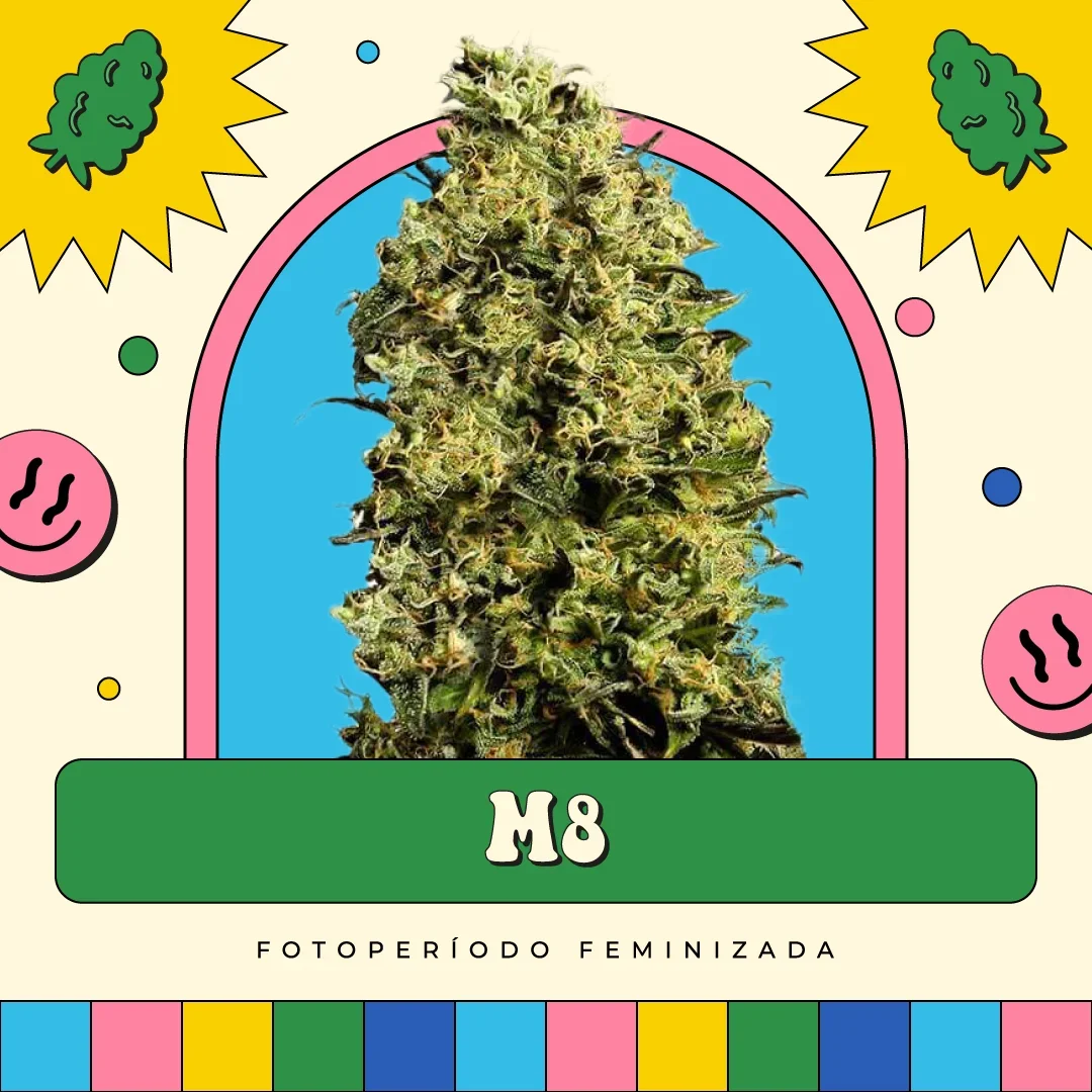 M8