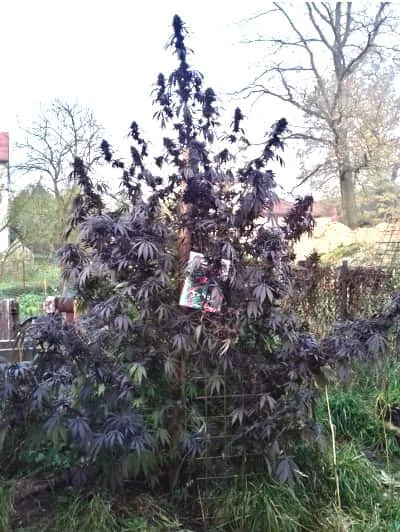 Blackberry Gum 3