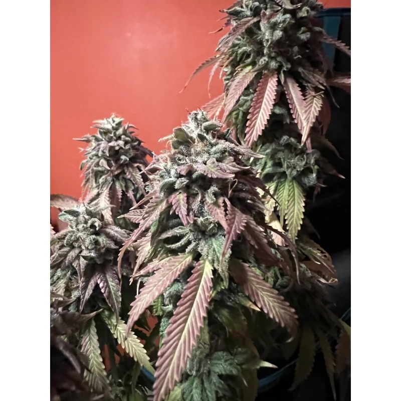 Strawberry Cookies 4