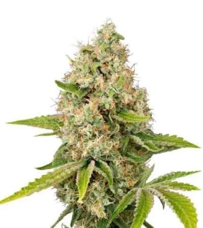 Lemon Kush 2