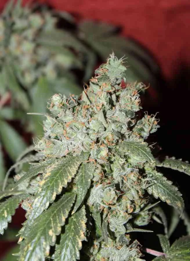 Cataract Kush 5