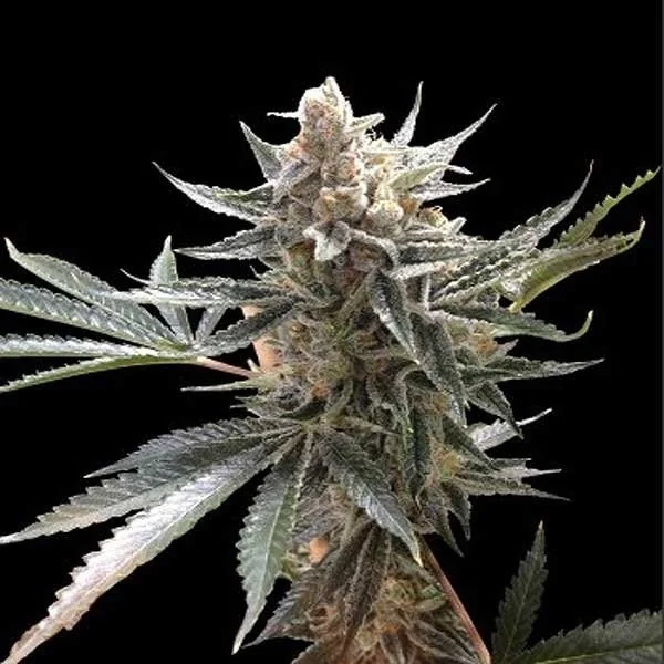 Gmo Tangie 2