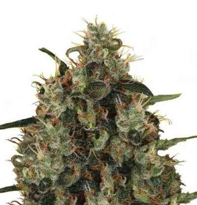 Medical Mass