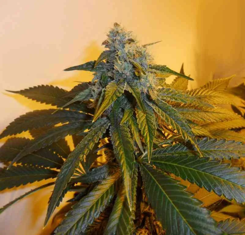 Sour Secret 3
