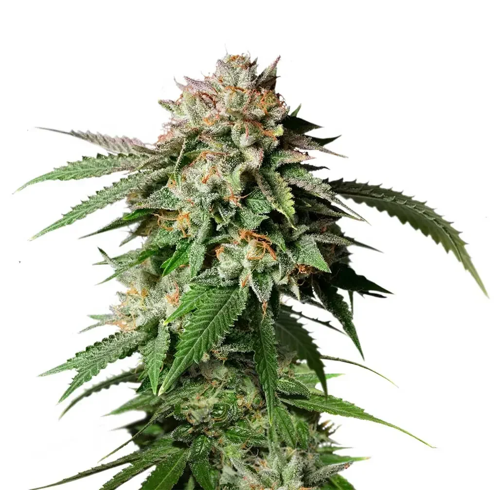 Sour Tropicana Latitudsurseeds