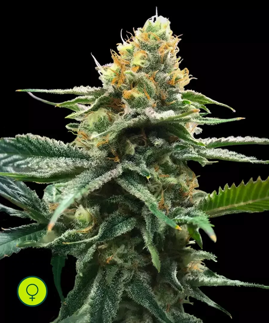 Sour Sorbet