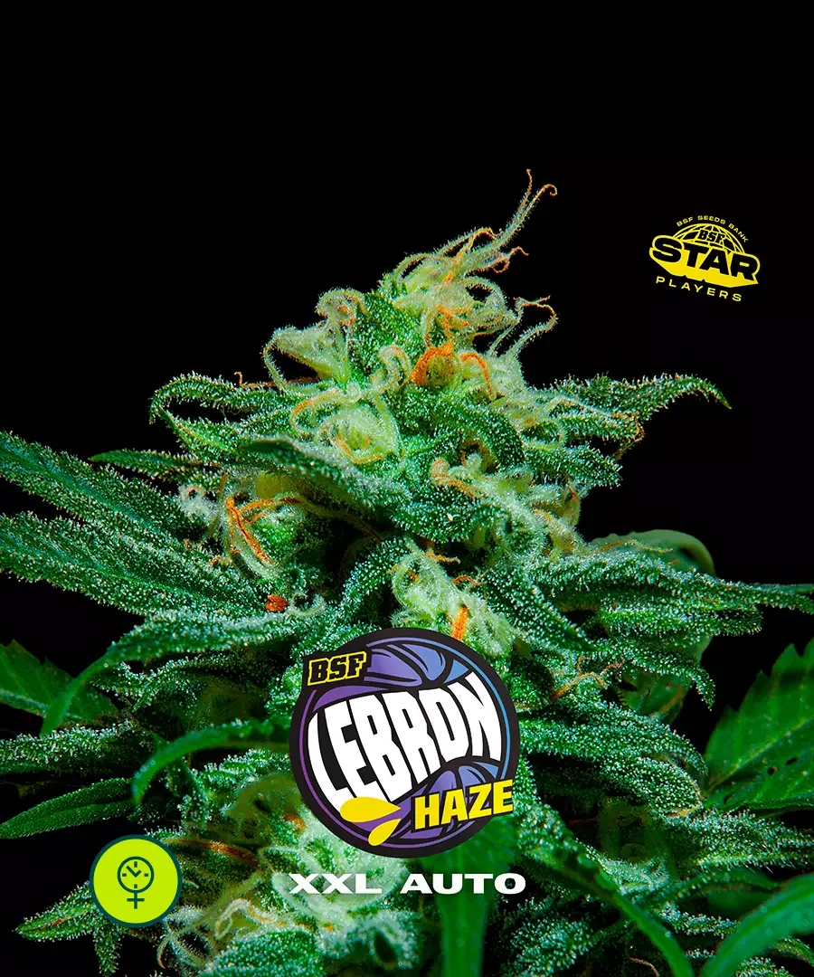 Lebron Haze