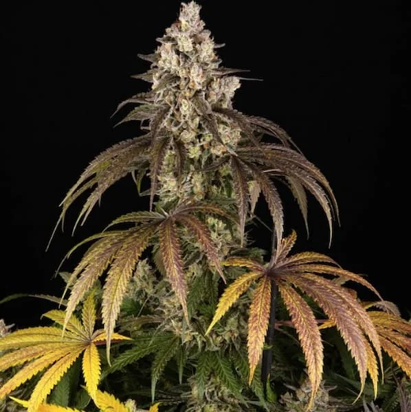 Trainwreck 4