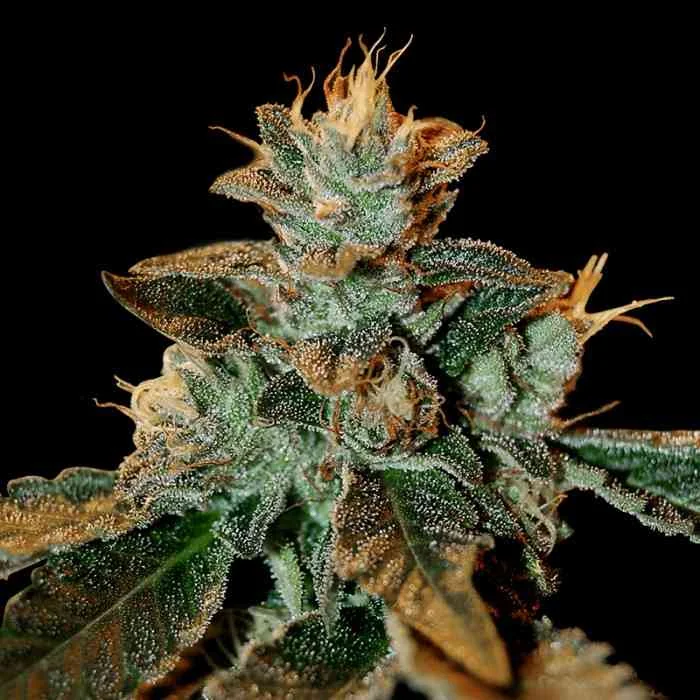 Cataract Kush 2