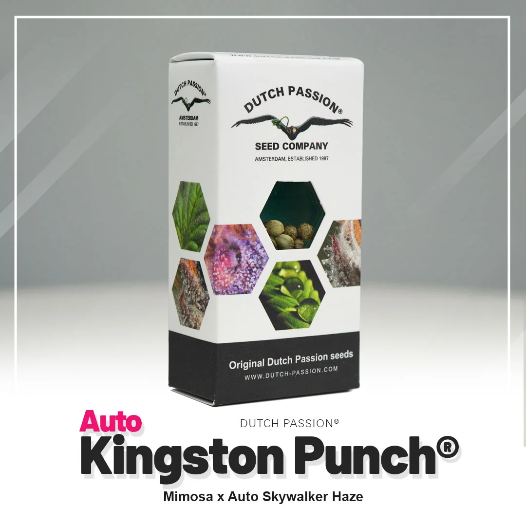 Kingston Punch