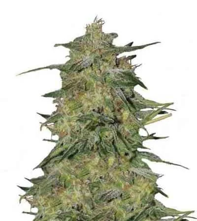 Royal Highness