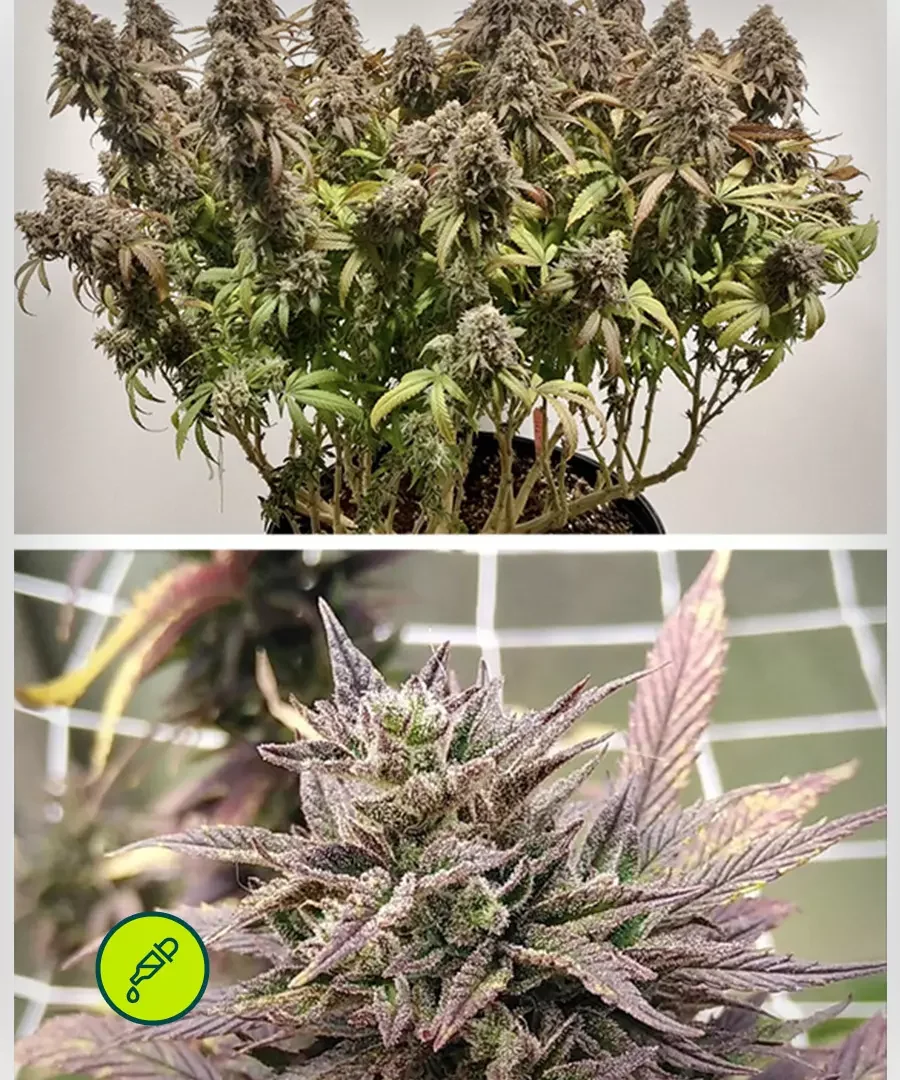 Cbd Charlottes Angel
