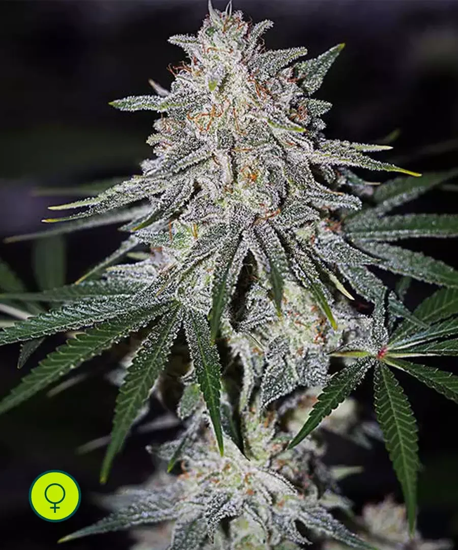 Glueberry O G