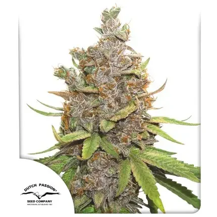 Glueberry Og