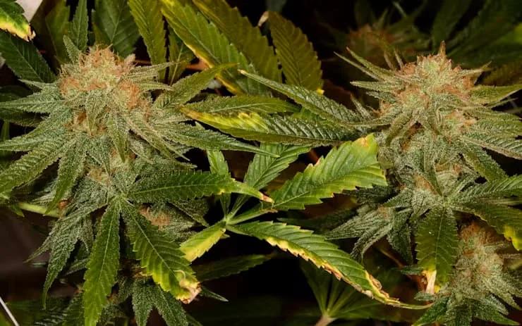 Harlequin Cbd