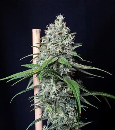 Cookies Gelato 2