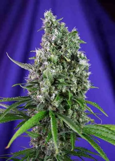 Sweet Trainwreck